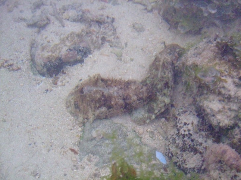 Mauritius 2010 - 0110 